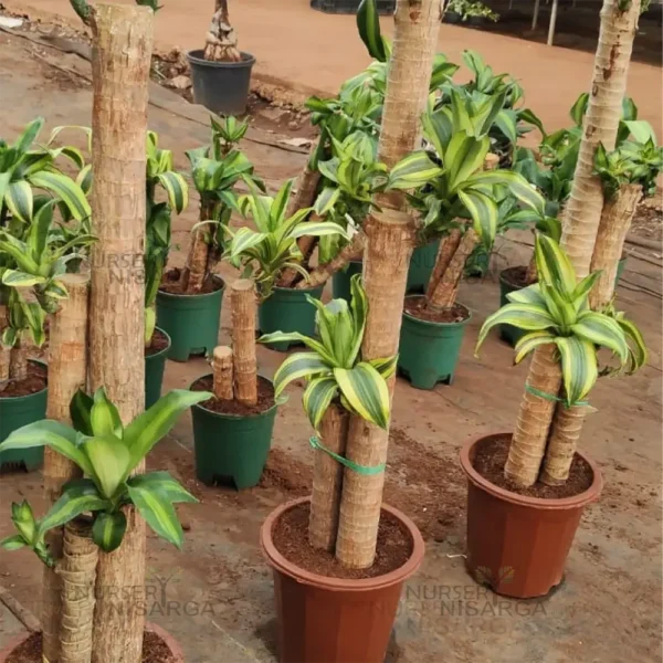 Buy Big size Brazilian lucky wood – Plant from nursery nisarga