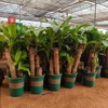 Buy Big size Brazilian lucky wood – Plant from nursery nisarga