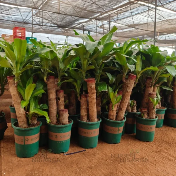 Buy Big size Brazilian lucky wood – Plant from nursery nisarga