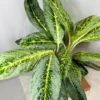 Buy Aglaonema Butterfly Plant from Nursery Nisarga