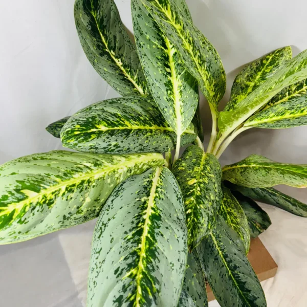 Buy Aglaonema Butterfly Plant from Nursery Nisarga