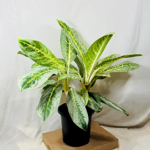 Buy Aglaonema Butterfly Plant from Nursery Nisarga
