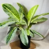 Buy Aglaonema Butterfly Plant from Nursery Nisarga