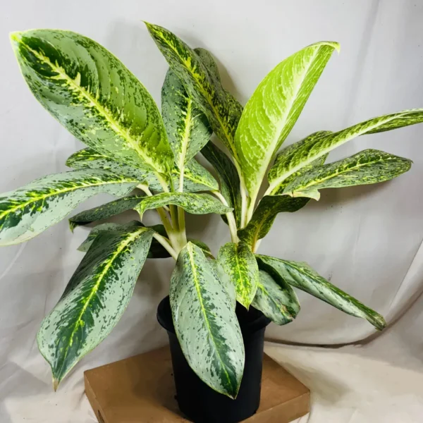 Buy Aglaonema Butterfly Plant from Nursery Nisarga