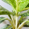 Buy Aglaonema Butterfly Plant from Nursery Nisarga