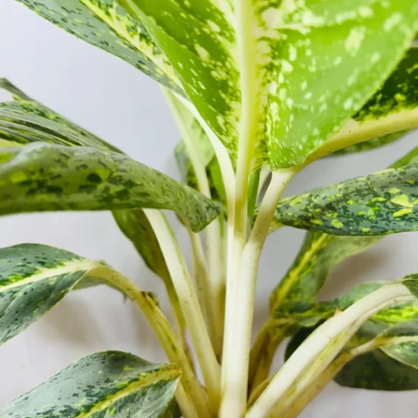 Buy Aglaonema Butterfly Plant from Nursery Nisarga