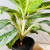 Buy Aglaonema Butterfly Plant from Nursery Nisarga