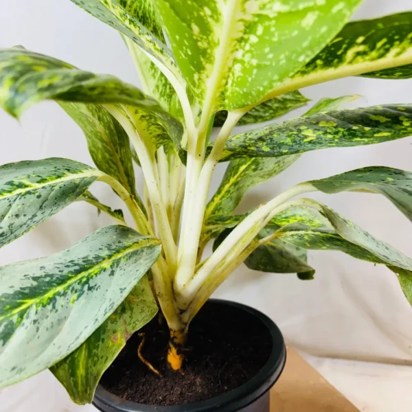 Buy Aglaonema Butterfly Plant from Nursery Nisarga