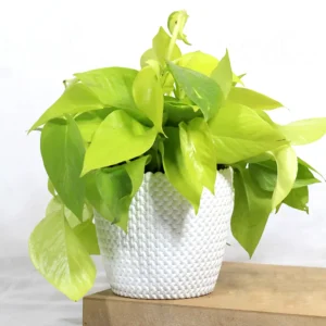 Buy Golden Money Plant , Golden Pothos From Nursery Nisarga