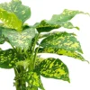 Buy Dieffenbachia seguine "Cheetah" - Plant From Nursery Nisarga