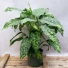 Buy Dieffenbachia seguine "Cheetah" - Plant From Nursery Nisarga