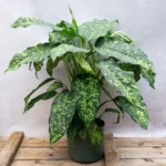 Buy Dieffenbachia seguine "Cheetah" - Plant From Nursery Nisarga