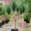 Buy Dracaena Draco "Multihead" - Plant From Nursery Nisarga