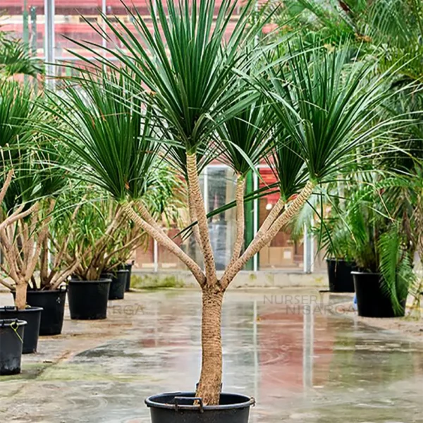 Buy Dracaena Draco "Multihead" - Plant From Nursery Nisarga