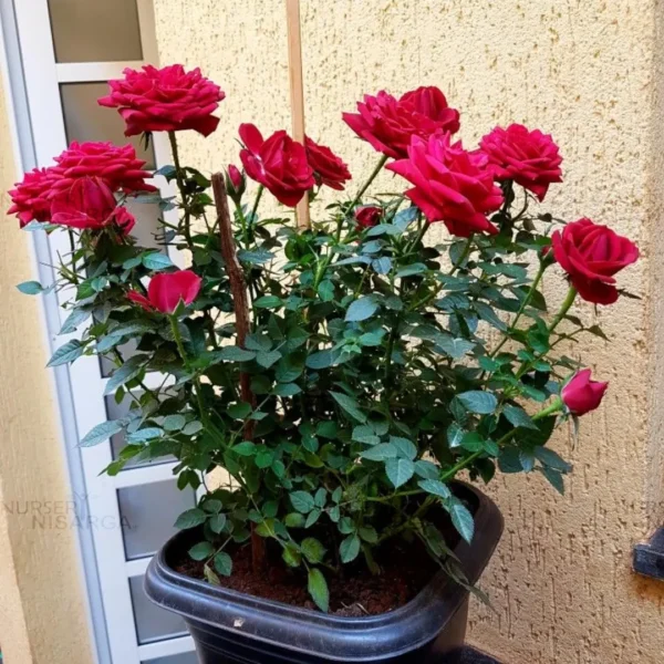 Buy Dutch Rose "HT", Dutch Gulab - plant From Nursery Nisarga