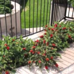 Dwarf Bottlebrush "Callistemon viminalis" - Plant