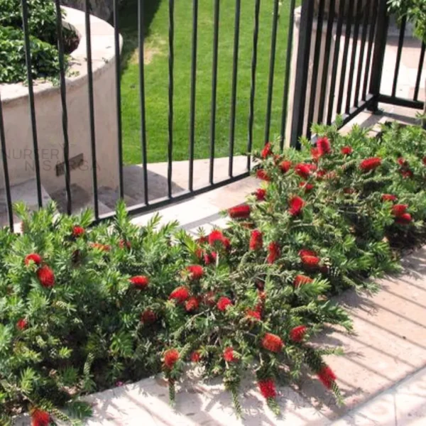 Dwarf Bottlebrush "Callistemon viminalis" - Plant