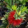 Dwarf Bottlebrush "Callistemon viminalis" - Plant