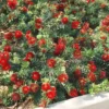 Dwarf Bottlebrush "Callistemon viminalis" - Plant