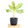 Buy Aglaonema Butterfly - Plant From Nursery Nisarga