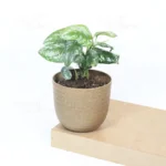 Buy Silver Satin Pothos Plant From Nursery Nisarga