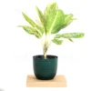 Buy Aglaonema Butterfly - Plant From Nursery Nisarga