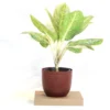 Buy Aglaonema Butterfly - Plant From Nursery Nisarga