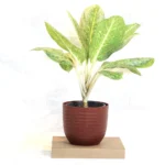 Buy Aglaonema Butterfly - Plant From Nursery Nisarga