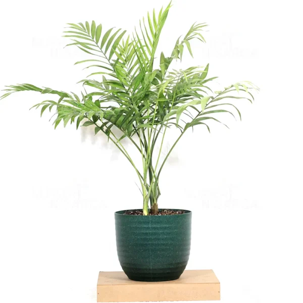 Buy Parlour Palm (Chamaedorea Elegans, Bamboo Palm) - Plant From Nursery Nisarga