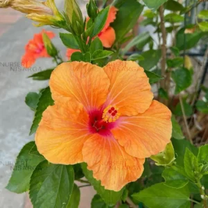Buy Hibiscus Flower, Jason, Gudhal - Plants - Multicolored from Nursery Nisarga