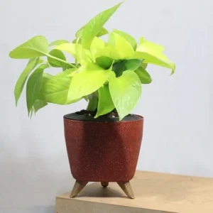 Buy Golden Money Plant , Golden Pothos From Nursery Nisarga