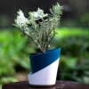 Buy Variegated Pedilanthus, Devil's backbone From Nursery Nisarga