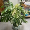 Buy Thai Constellation Monstera Deliciousa "Variegated Monstera" - Plant From Nursery Nisarga