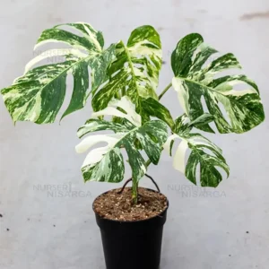 Buy Thai Constellation Monstera Deliciousa "Variegated Monstera" - Plant From Nursery Nisarga