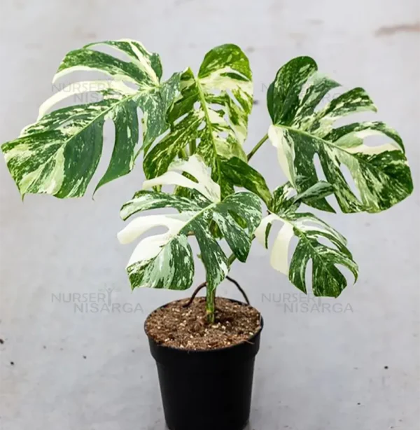 Buy Thai Constellation Monstera Deliciousa "Variegated Monstera" - Plant From Nursery Nisarga