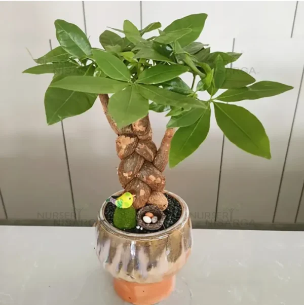 Buy Small Braided Pachira Bonsai - Plant From Nursery Nisarga