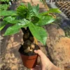 Buy Small Braided Pachira Bonsai - Plant From Nursery Nisarga