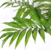 Buy Parlour Palm (Chamaedorea Elegans, Bamboo Palm) - Plant From Nursery Nisarga