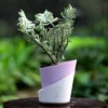 Buy Variegated Pedilanthus, Devil's backbone From Nursery Nisarga