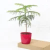 Buy Christmas Tree Plant | Cook-pine, Xmas Tree From Nursery Nisarga