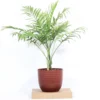 Buy Parlour Palm (Chamaedorea Elegans, Bamboo Palm) - Plant From Nursery Nisarga