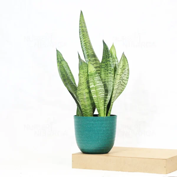 Buy Sansevieria Superba Green - Snake Plant From Nursery Nisarga