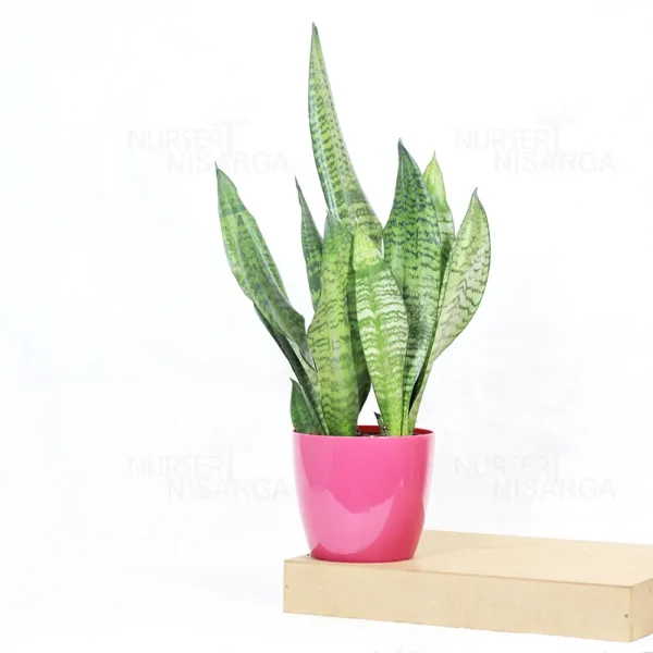 Buy Sansevieria Superba Green - Snake Plant From Nursery Nisarga