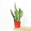 Buy Sansevieria Superba Green - Snake Plant From Nursery Nisarga