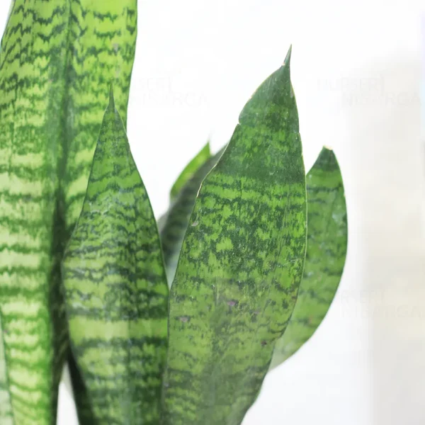 Buy Sansevieria Superba Green - Snake Plant From Nursery Nisarga