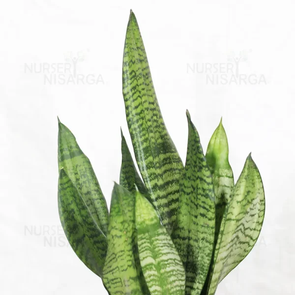 Buy Sansevieria Superba Green - Snake Plant From Nursery Nisarga