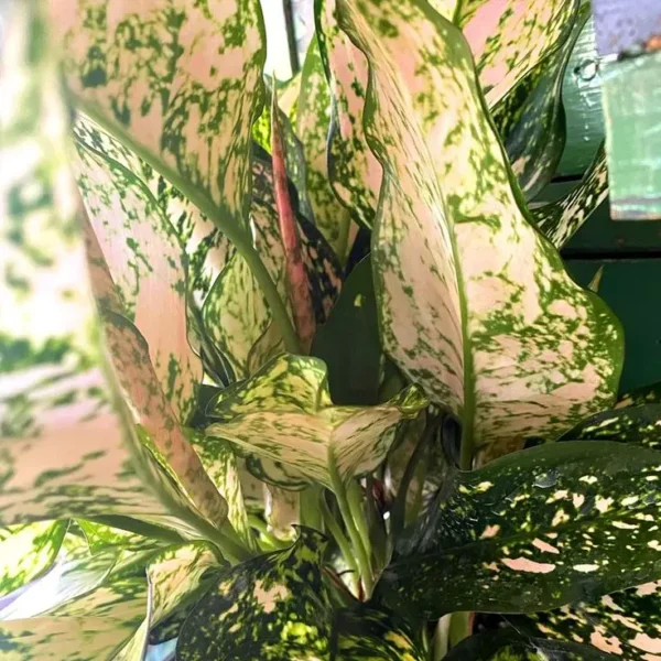 Buy Aglaonema Etta Rose "Aglaonema Super White Pink" - Plant From N-ursery Nisarga