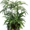 Buy Dwarf Rhapis Excelsa - Lady Finger Palm From Nursery Nisarga