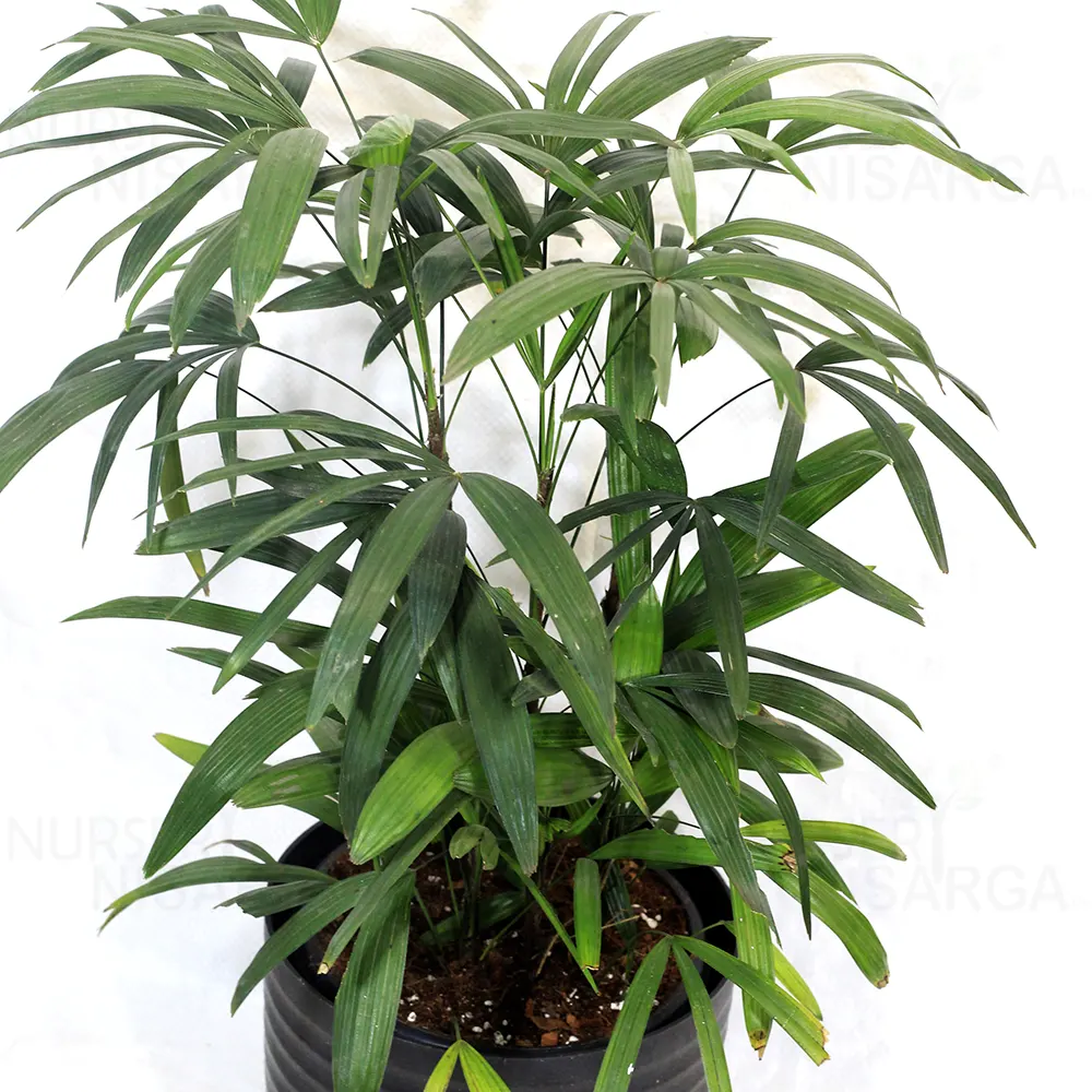 Dwarf Rhapis Excelsa – Lady Finger Palm