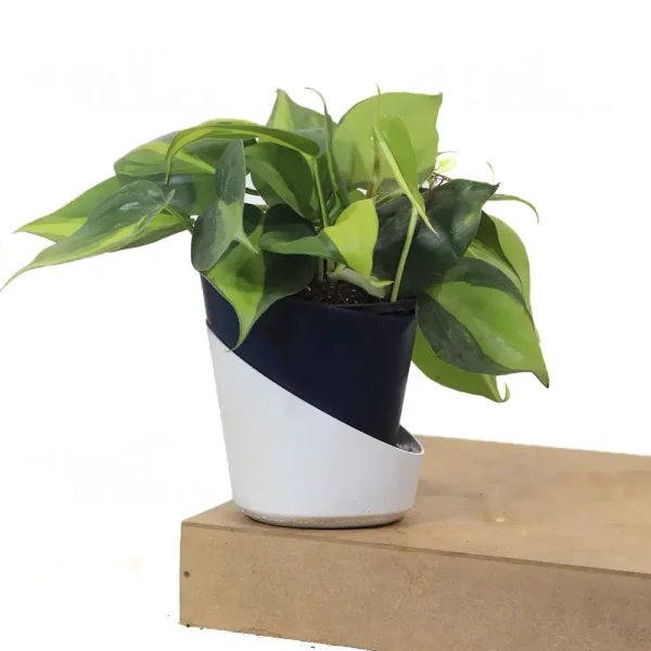 Buy Philodendron Brasil Pothos - Plant From Nursery Nisarga